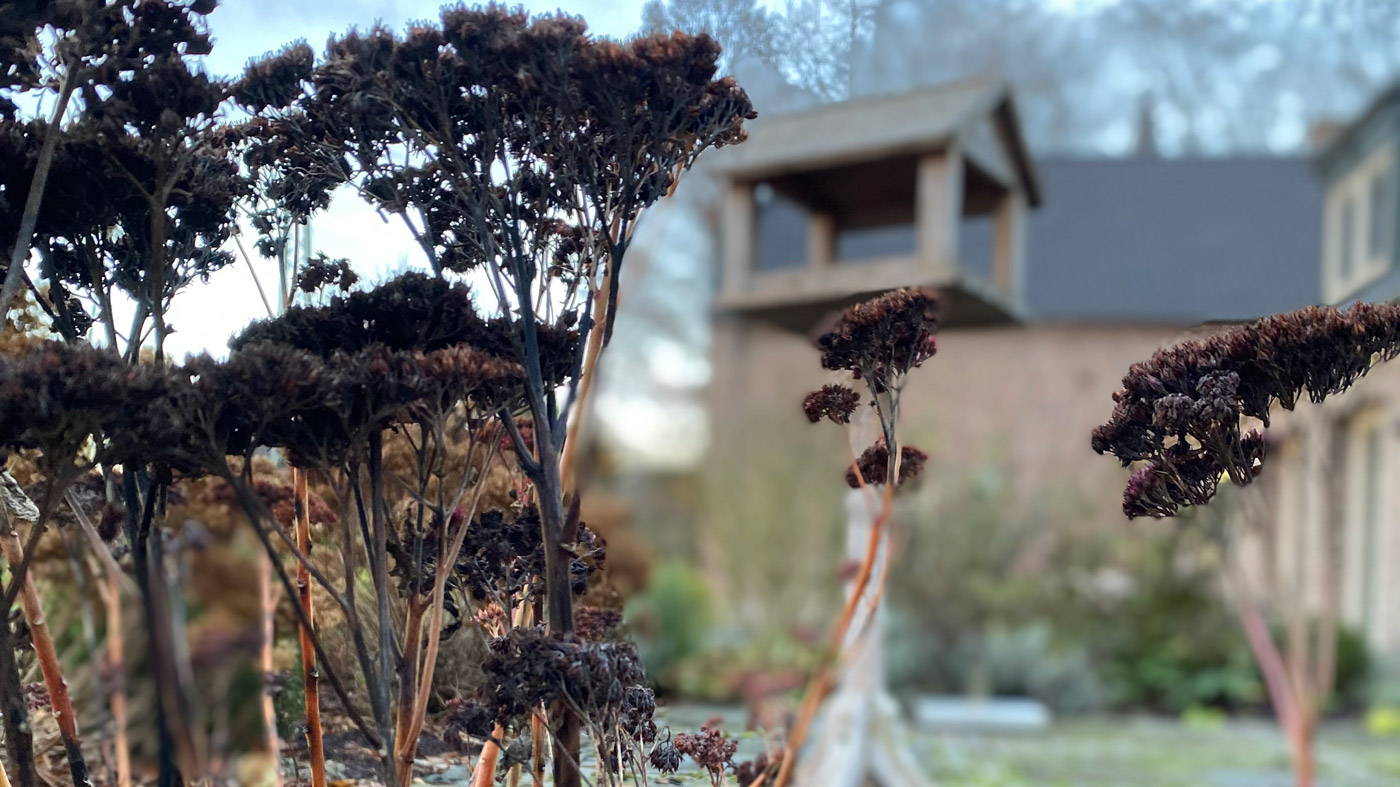 Richtige Vogelfütterung im Winter