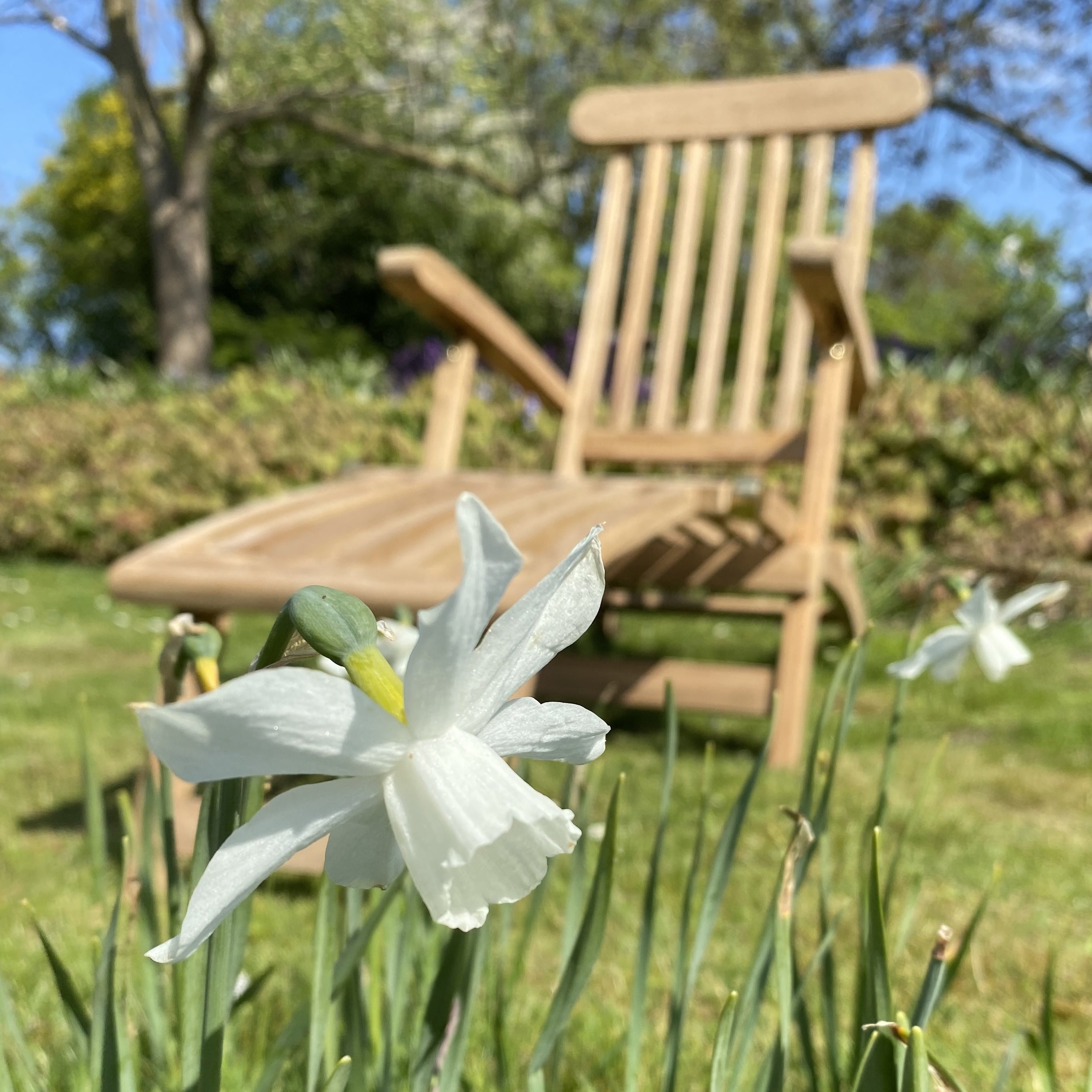 Teak Deckchair Dominica